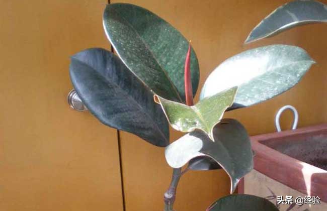 印度橡皮树的养殖方法视频讲解,橡皮树的养殖方法和注意事项大全