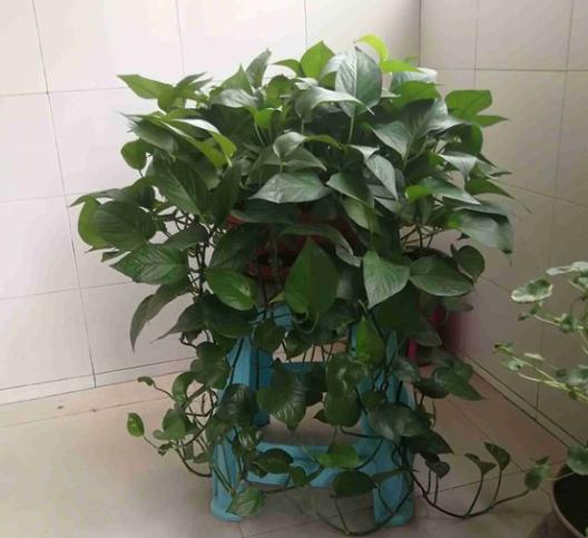 室内养绿萝，黄叶太频繁？纠正3个“错误”，叶片翠绿冒油光