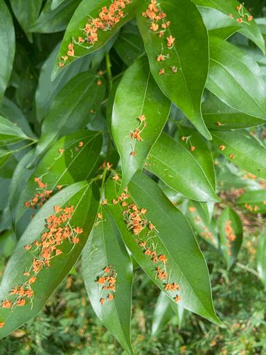 成都郫县桂花最好的地方,成都蒲江桂花观赏地