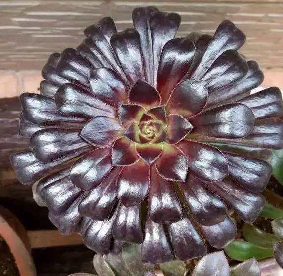 黑法师怎么养肥,如何养护黑法师