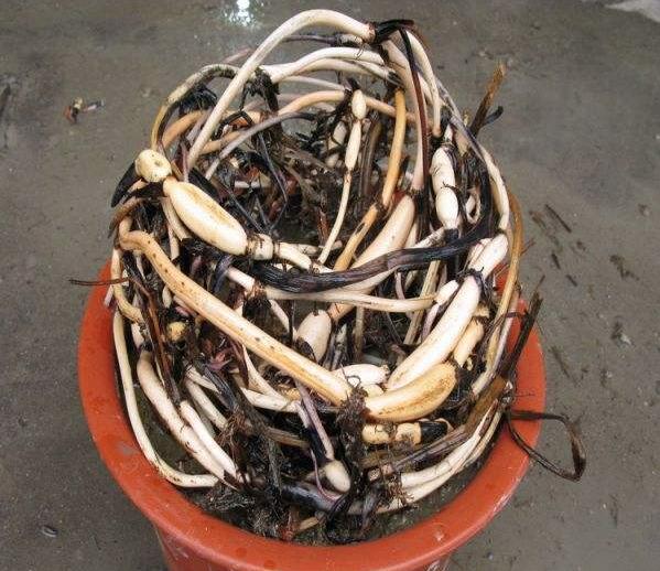 碗莲种藕方法全过程,碗莲种藕怎样藏头露尾