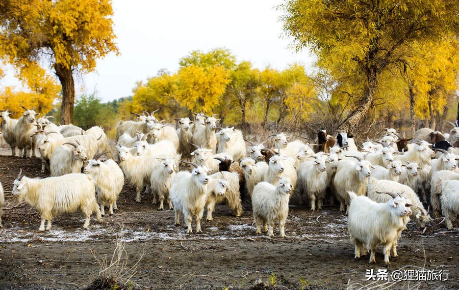 原始古朴的新疆罗布人村寨,新疆尉犁县罗布人风情园