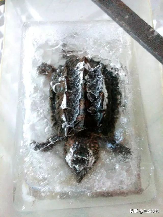 龟被冻成冰块,龟怎样处理
