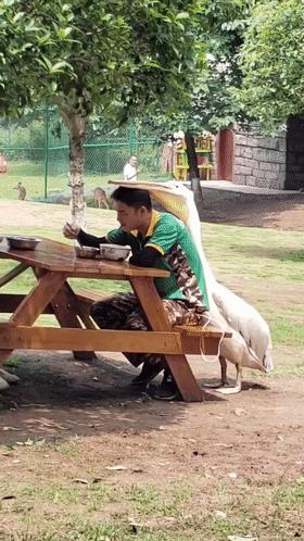 万物皆可吞的鹈鹕,鹈鹕万物皆可吞