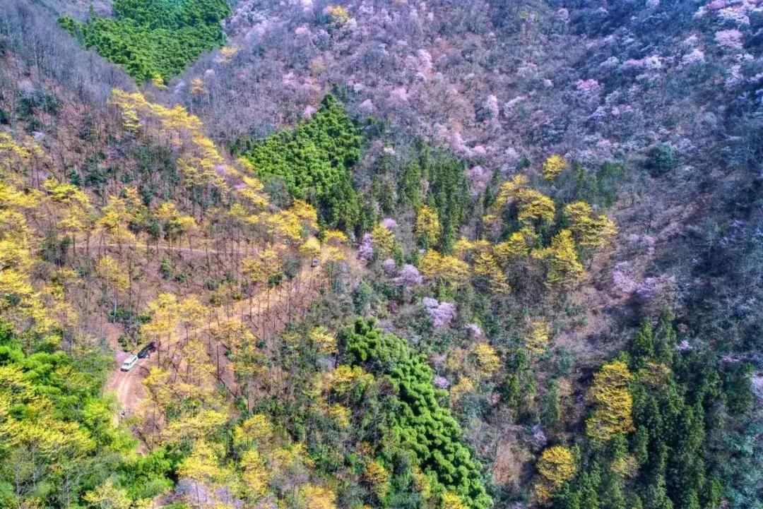 浙江11个地方樱花烂漫，千亩粉色天堂美到开挂，不输日本东京