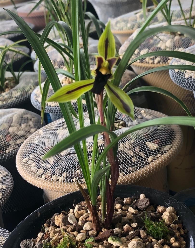 四川与贵州交界处出产的一颗春兰黑花，堪称大自然的经典之作