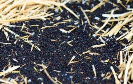 农民抢收油菜籽,今年油菜籽价格是多少啊