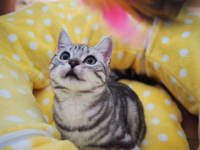 家里养猫的味道大还是狗的味道大,家里养猫太脏大便太臭