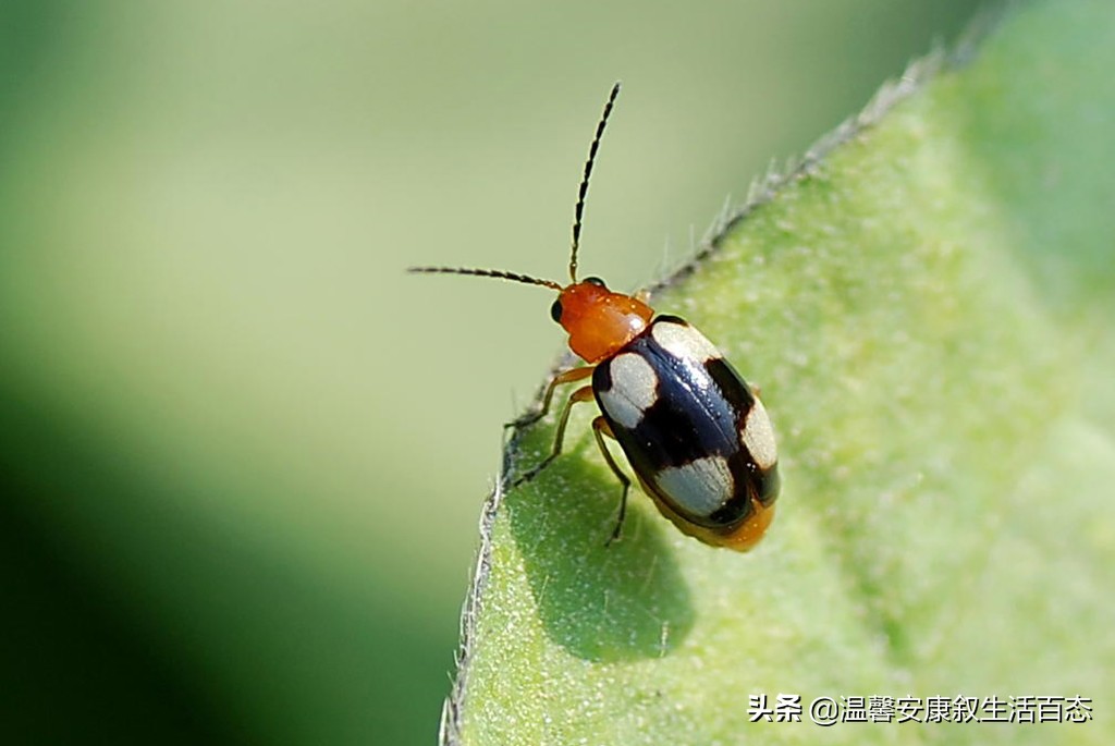 了解各种昆虫的习性,幼儿了解昆虫知识