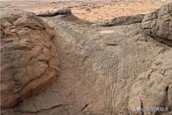 这组很少见的图片，看完知识储备量又增加了