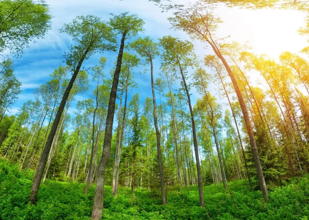 绿色让生活更美好作文结尾,绿色让生活更美好作文500字