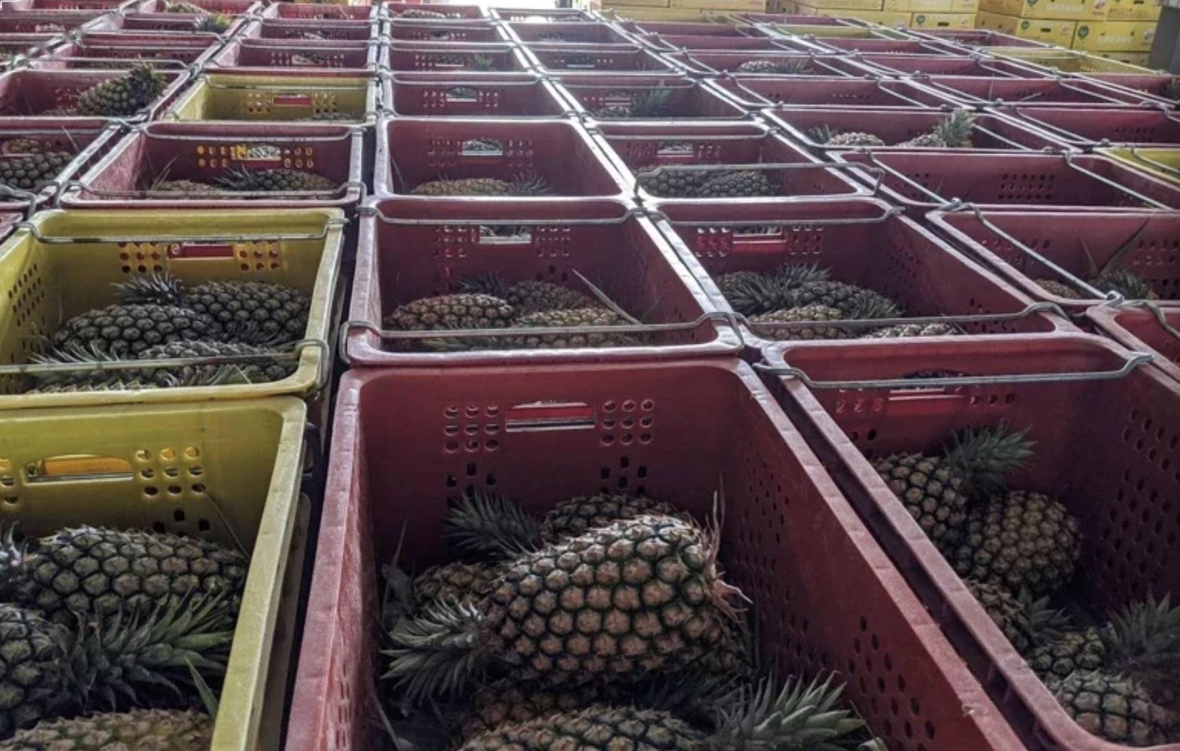 桔臀纹粉蚧,桧柏臀纹粉蚧