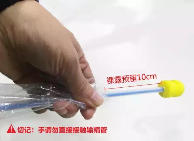 猪深部输精的技术路线及工艺流程,母猪深部输精间隔时间是多长时间