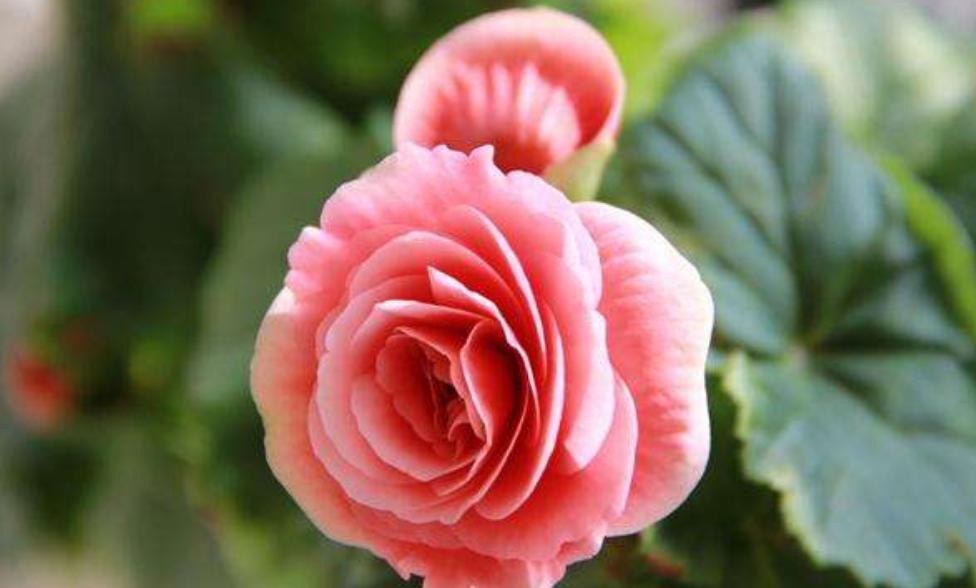 家居养花首选丽格海棠，花期长，花色艳，还有“小玫瑰”的美称