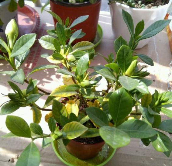 如何判断栀子花黄叶是什么原因,栀子花花苞黄叶的原因及处理方法