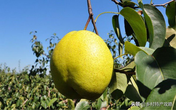 河北十大特产，雪花梨、坝上口蘑、白洋淀松花蛋，保定春不老