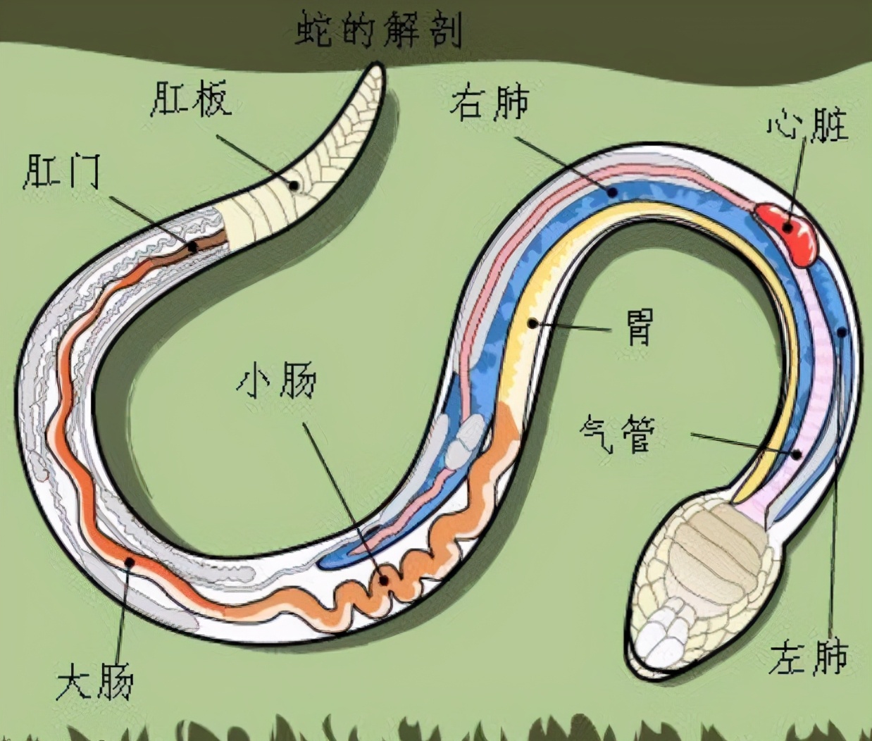 蛇会报复和记仇吗,没打过蛇的人遇见蛇蛇会追吗