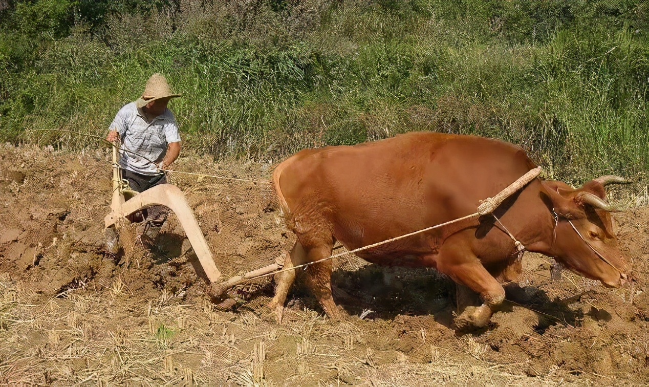 父亲的犁耙耕过的田,父亲的老黄牛