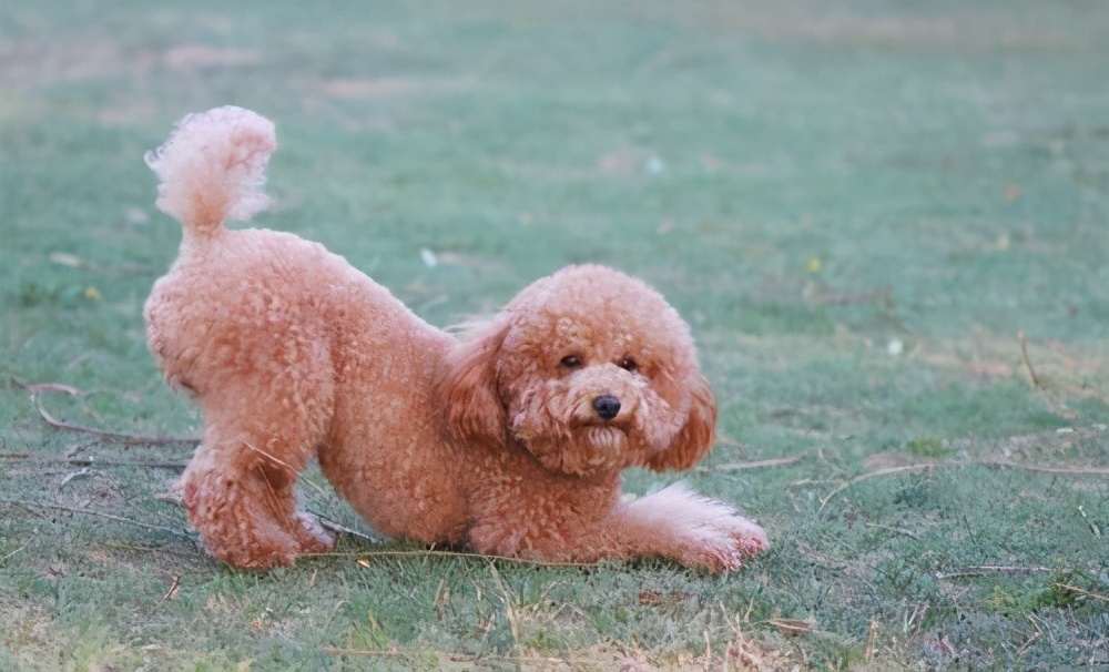 泰迪这几大部位，主人不要乱打，都是它的“命线”