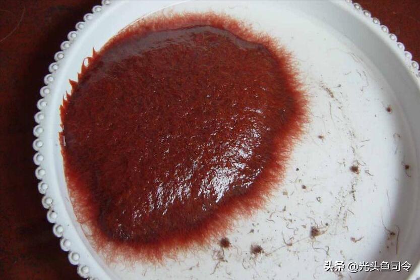 鱼类体内寄生虫图片大全,春季鱼类常见的寄生虫