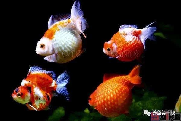 金鱼常见的品种可以分成哪五大类,金鱼品种大全及图释