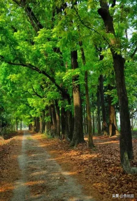 桃花心木花纹怎么鉴别,桃花心木有难闻的气味吗