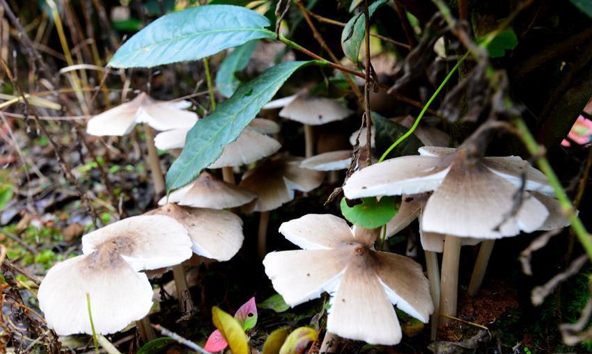 云南有什么特产可以带回家,云南补品十大特产