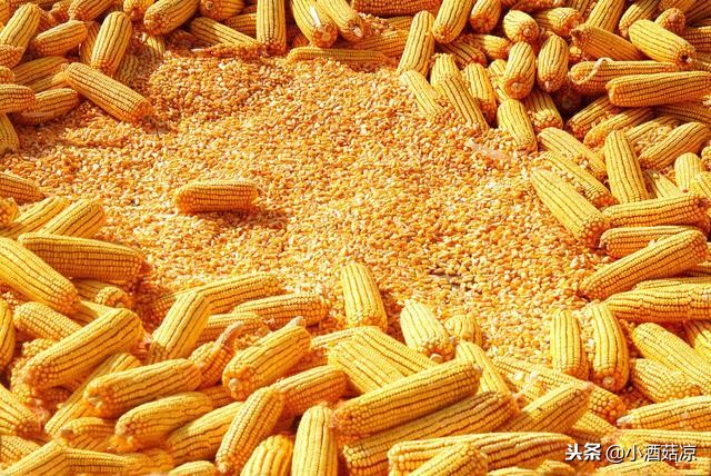 为什么酿米酒是酸的,酒醅为什么是酸的