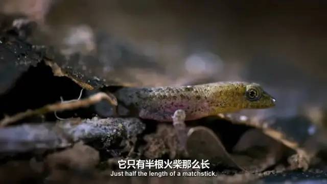 豆瓣9.6！娃刷到停不下来，还能看出人生大道理