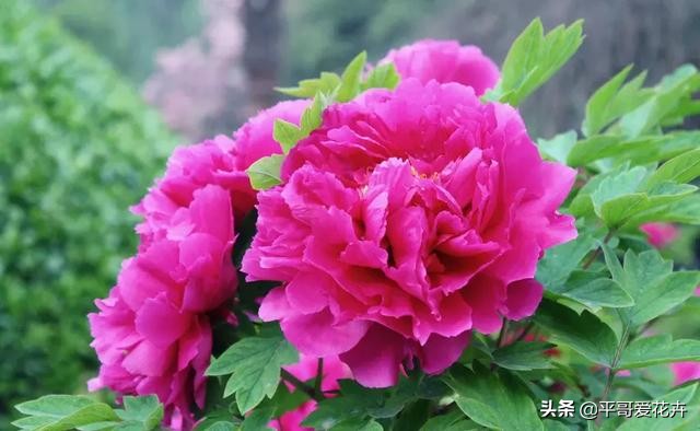 紫斑牡丹萎蔫如何管理,牡丹叶面发黄是什么原因