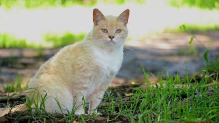 猫咪五种性格类型,猫咪有这6种表现说明你养得好