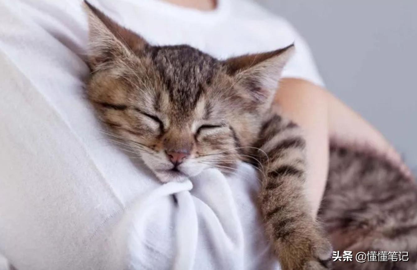 猫舍租猫,猫舍租猫多少钱一天