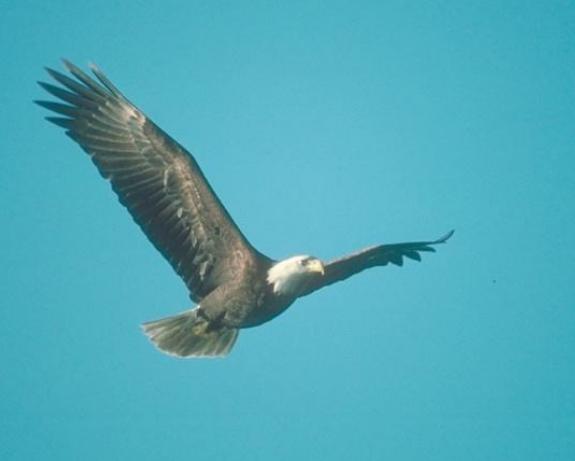 《庄子》中鲲鹏只是一只大鸟？解读其中之谜，格局的“进化论”