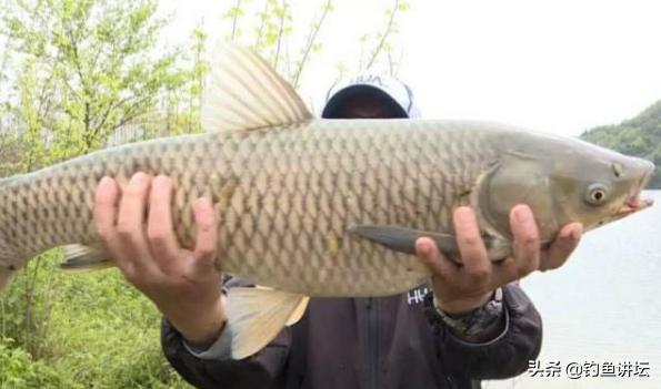 钓草鱼最简单好用的饵料,钓草鱼最好的饵料推荐