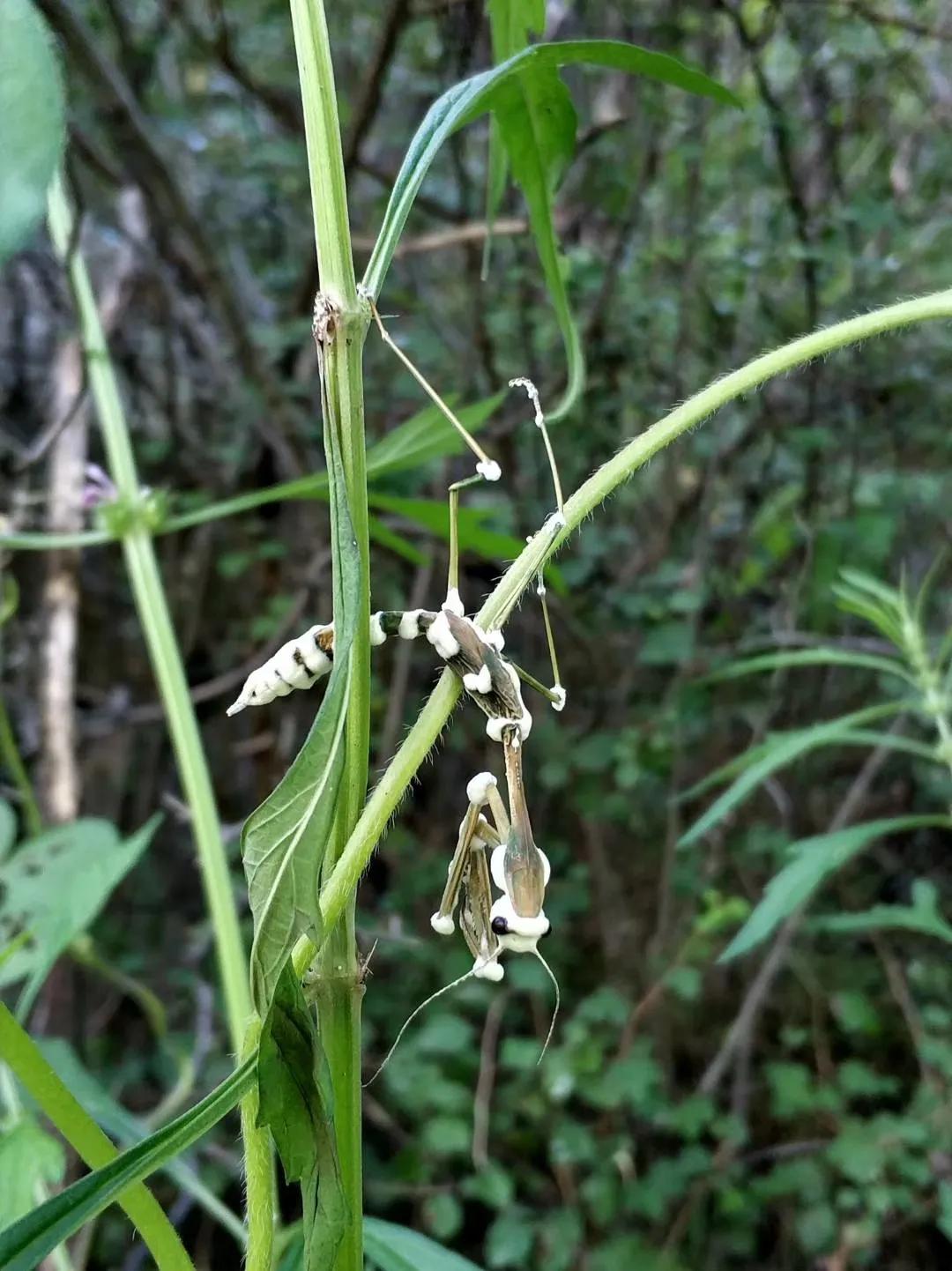 昆虫植物大作战,昆虫毒虫大作战