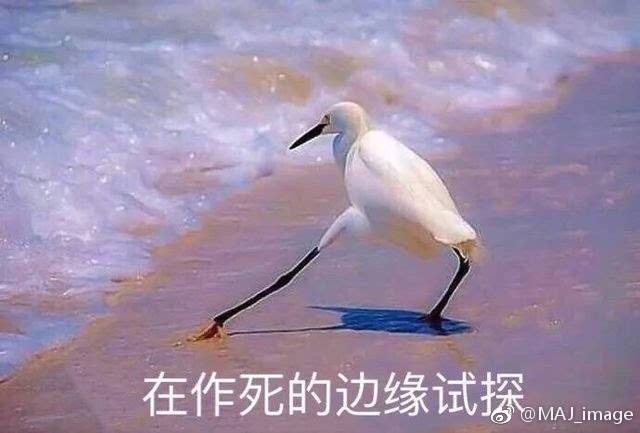 薛定谔的猫实测,欧拉白猫小野猫试驾