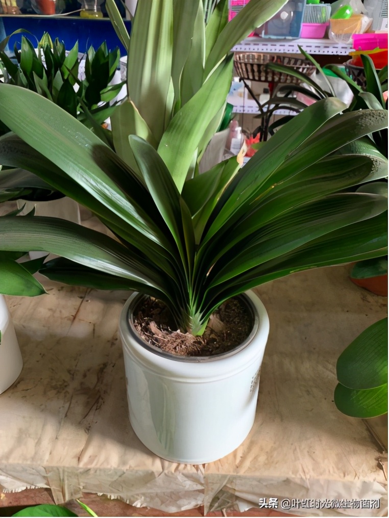 君子兰的皱纹怎么处理,君子兰叶子有皱纹怎么处理