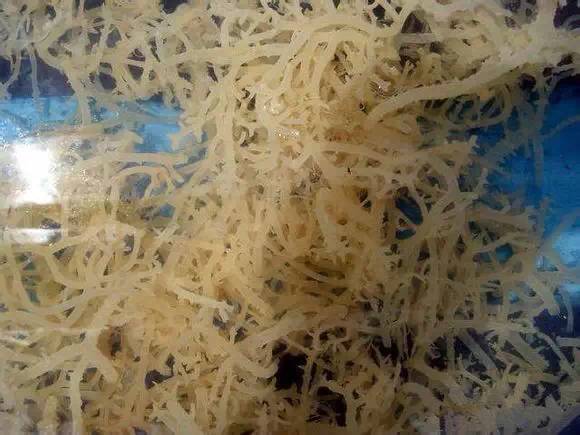 海鲜大全,最全海鲜冷知识