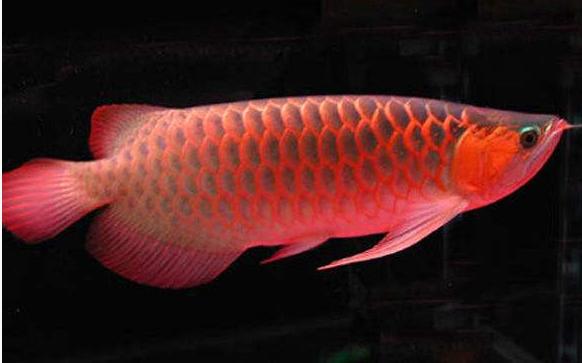 红龙鱼怎么看好的品种,如何挑选真正的红龙鱼