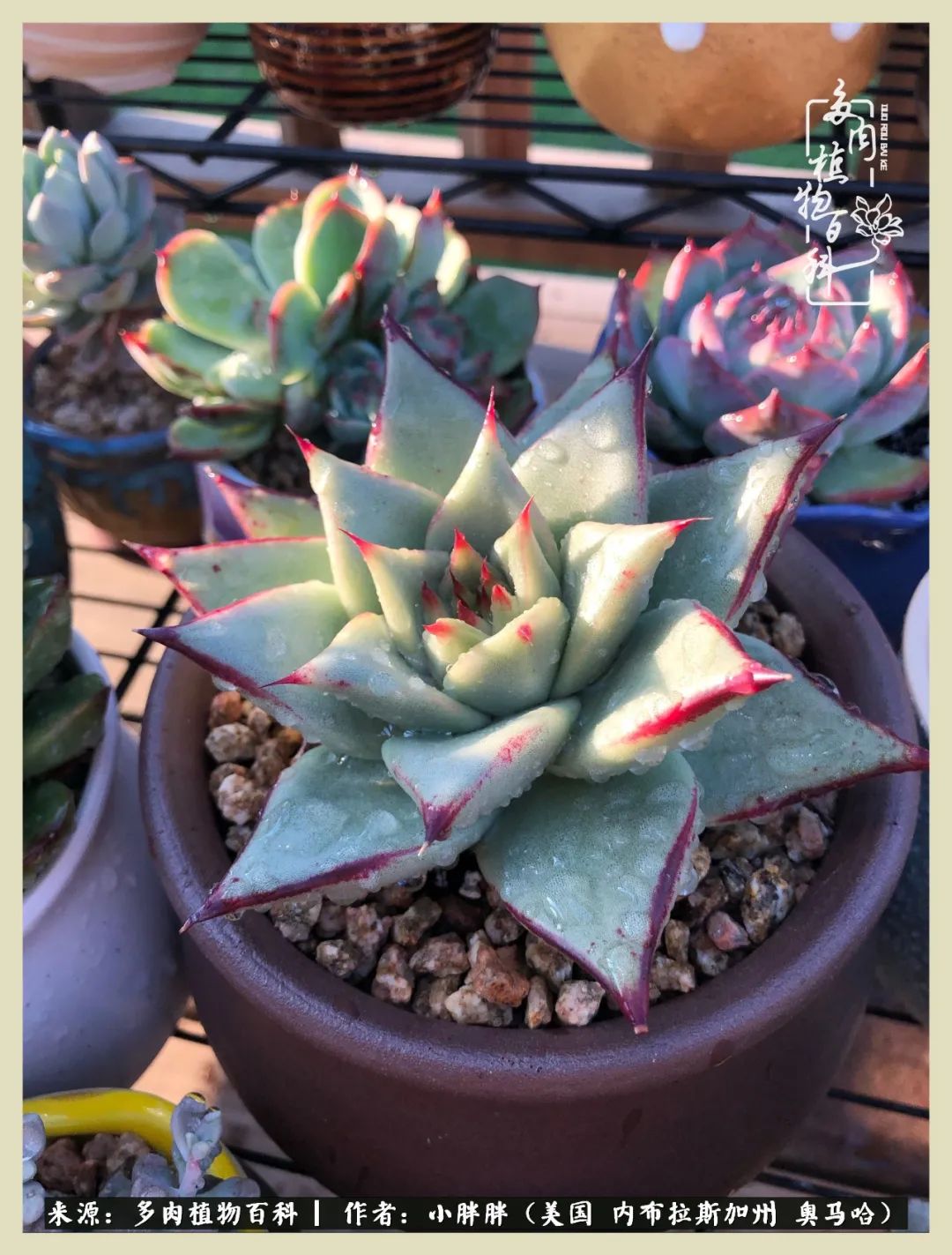 多肉小白入坑攻略,多肉小白2个月成功入坑