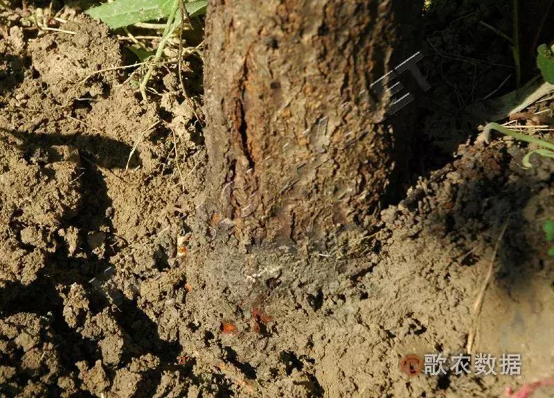 几种果树根部病害的症状识别与防治!