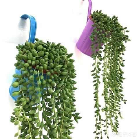 珍珠吊兰和佛珠吊兰图片,好养又好看的佛珠吊兰