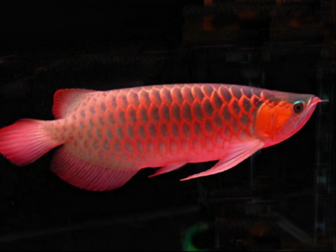 龙鱼是专业的观赏鱼吗,龙鱼为什么这么多鱼友