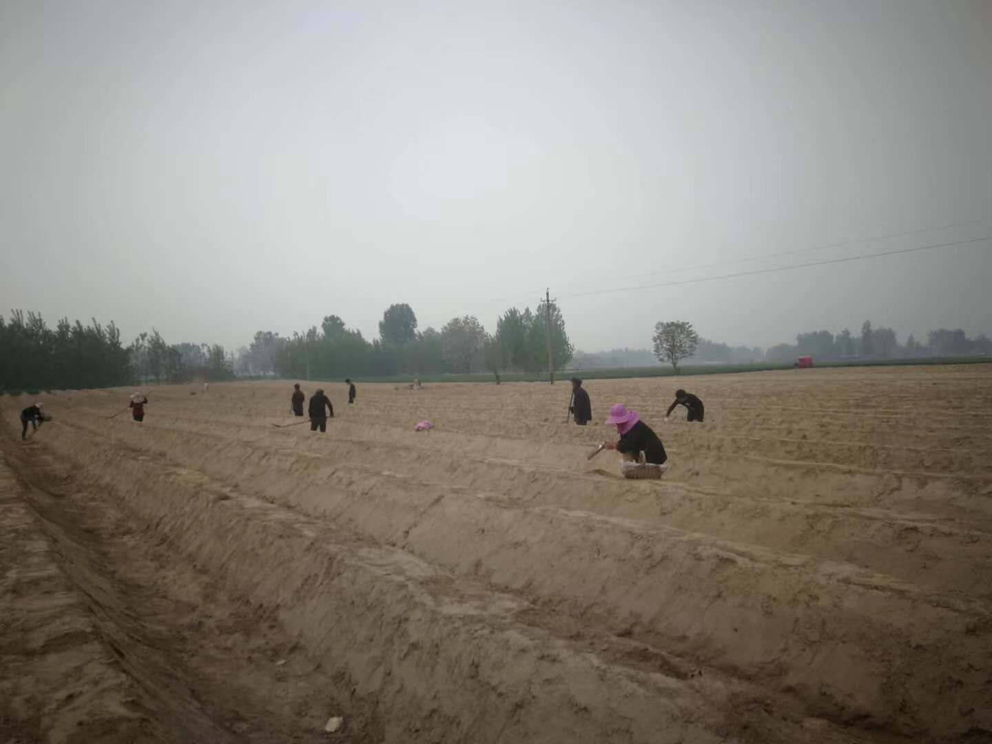 无锡白芦笋,娄店白芦笋最新消息