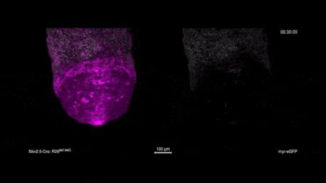 鹦鹉胚胎发育图,早期胚胎的发育全过程视频