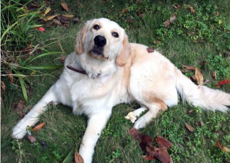 选金毛要选活泼的还是温顺的,选金毛怎么选