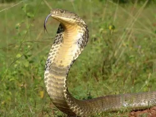 海南海里的特产动物,海南特有的珍稀动物