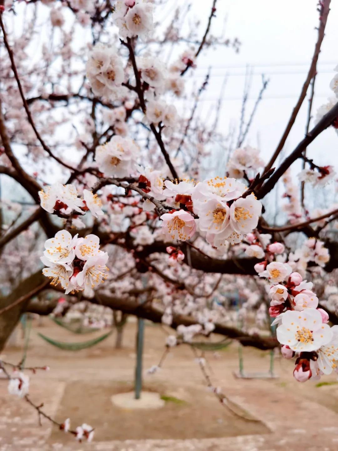 聊城姜堤乐园的门票是多少钱,姜堤乐园玻璃桥