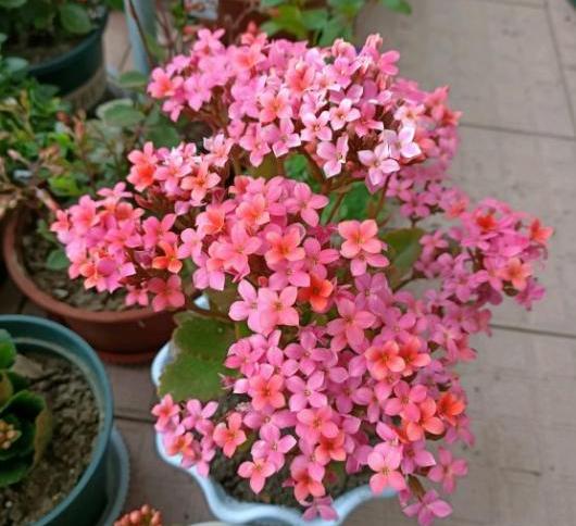 不带盆的长寿花买回来怎么处理,长寿花新买的不带盆的能栽活吗