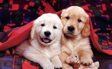 金毛幼犬的正确饲养方法,金毛幼犬轻微护食怎么办